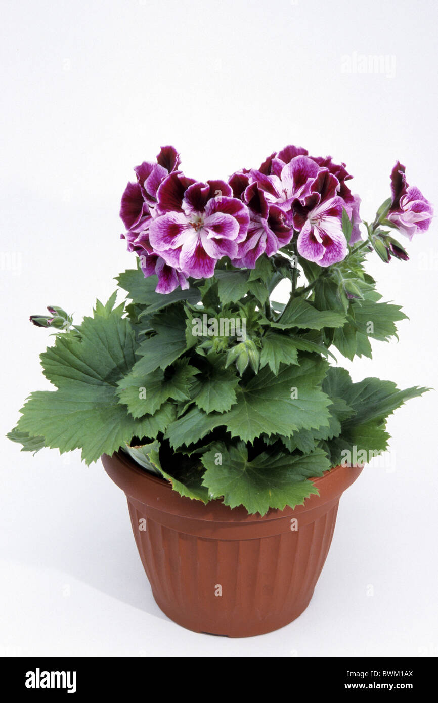 Pelargonium, Geranium (Pelargonium grandiflorum), flowering pot. Stock Photo