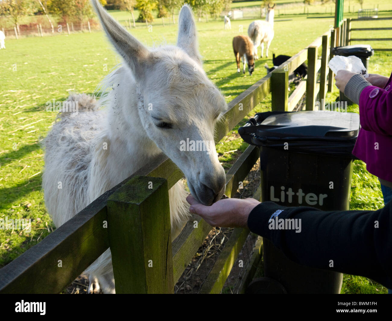 Llama being fed at Whitepost farm, Farnsfield, Notts Stock Photo