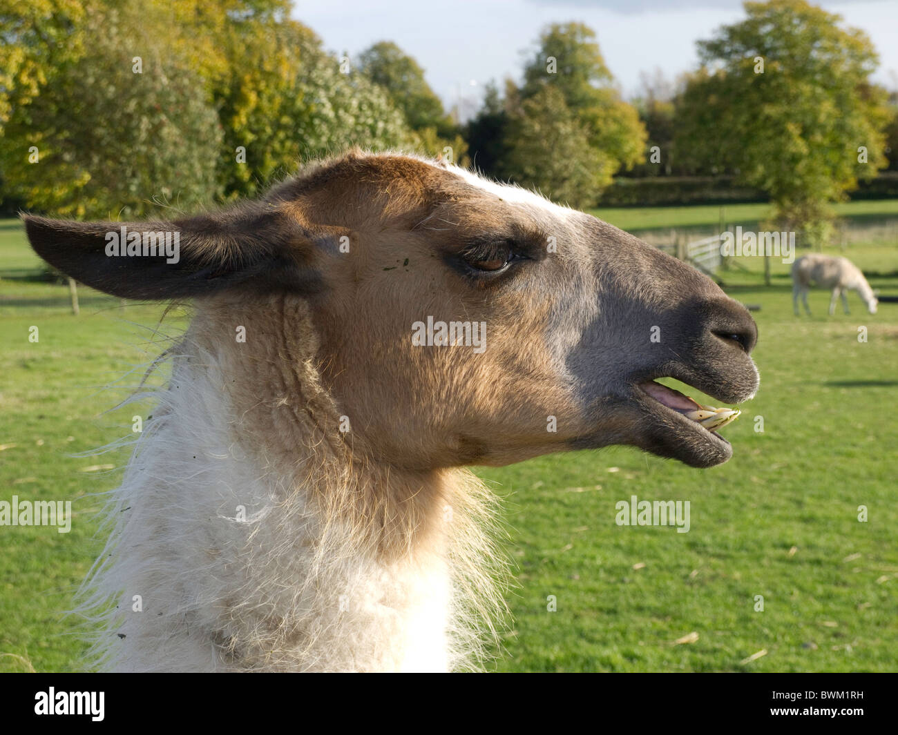 Llama at Whitepost farm, Farnsfield, Notts Stock Photo