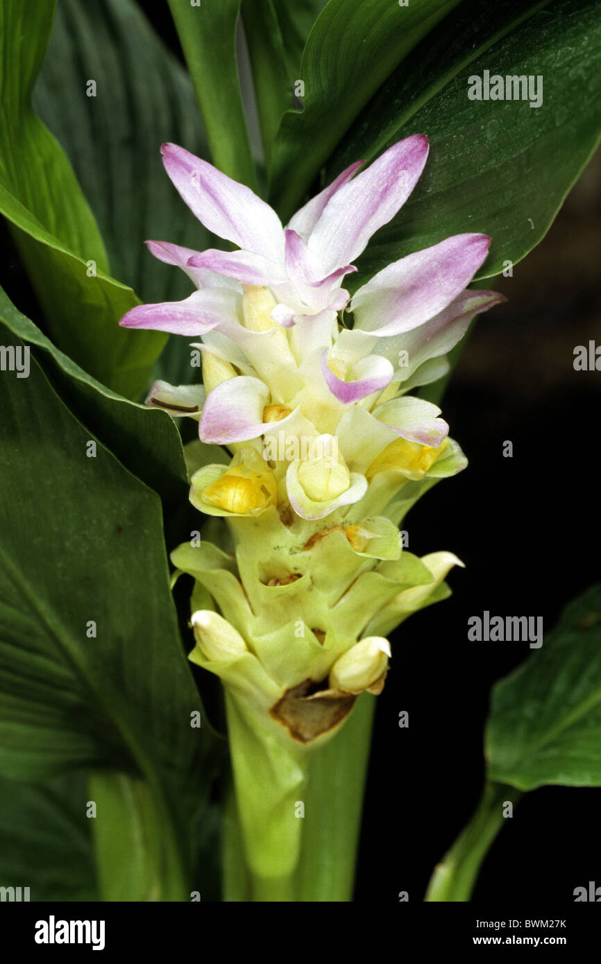 Turmeric (Curcuma longa, Curcuma domestica), flowering. Stock Photo