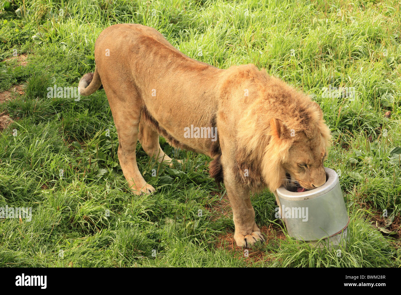 Thirsty lions hi-res stock photography and images - Alamy