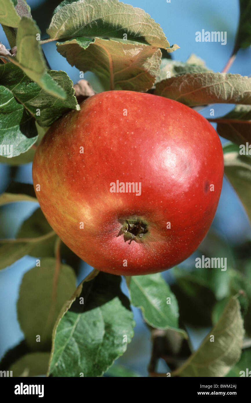 Domestic Apple (Malus domestica), variety: Gewuerzluiken, ripe fruit on tree. Stock Photo