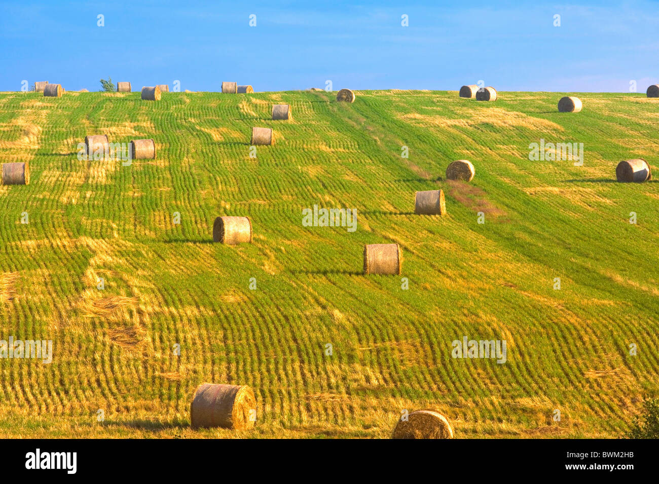 Bales Hay agriculture field fields harvest harvesting Stock Photo
