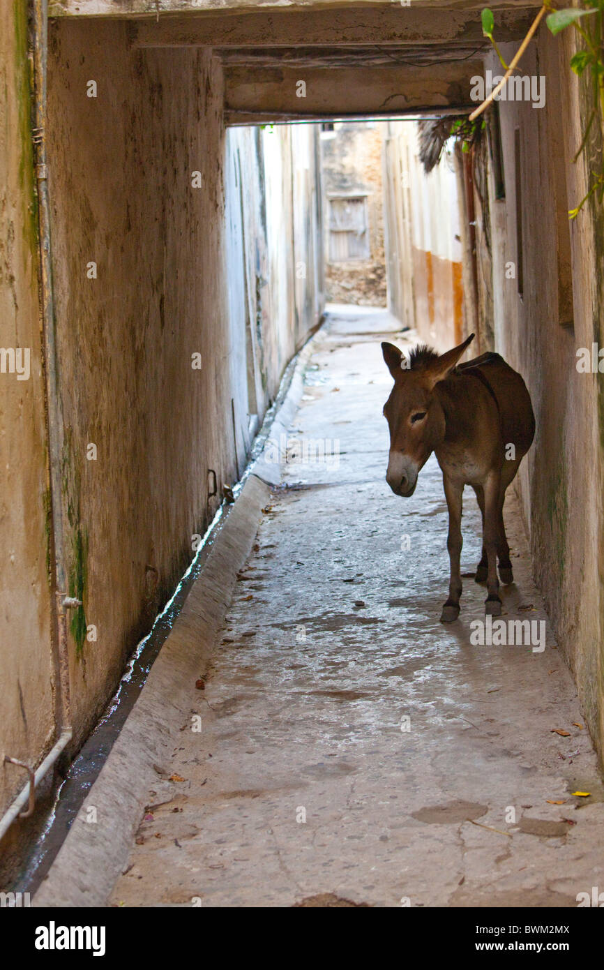 Donkey in a narrow alley on Lamu Island, Kenya Stock Photo