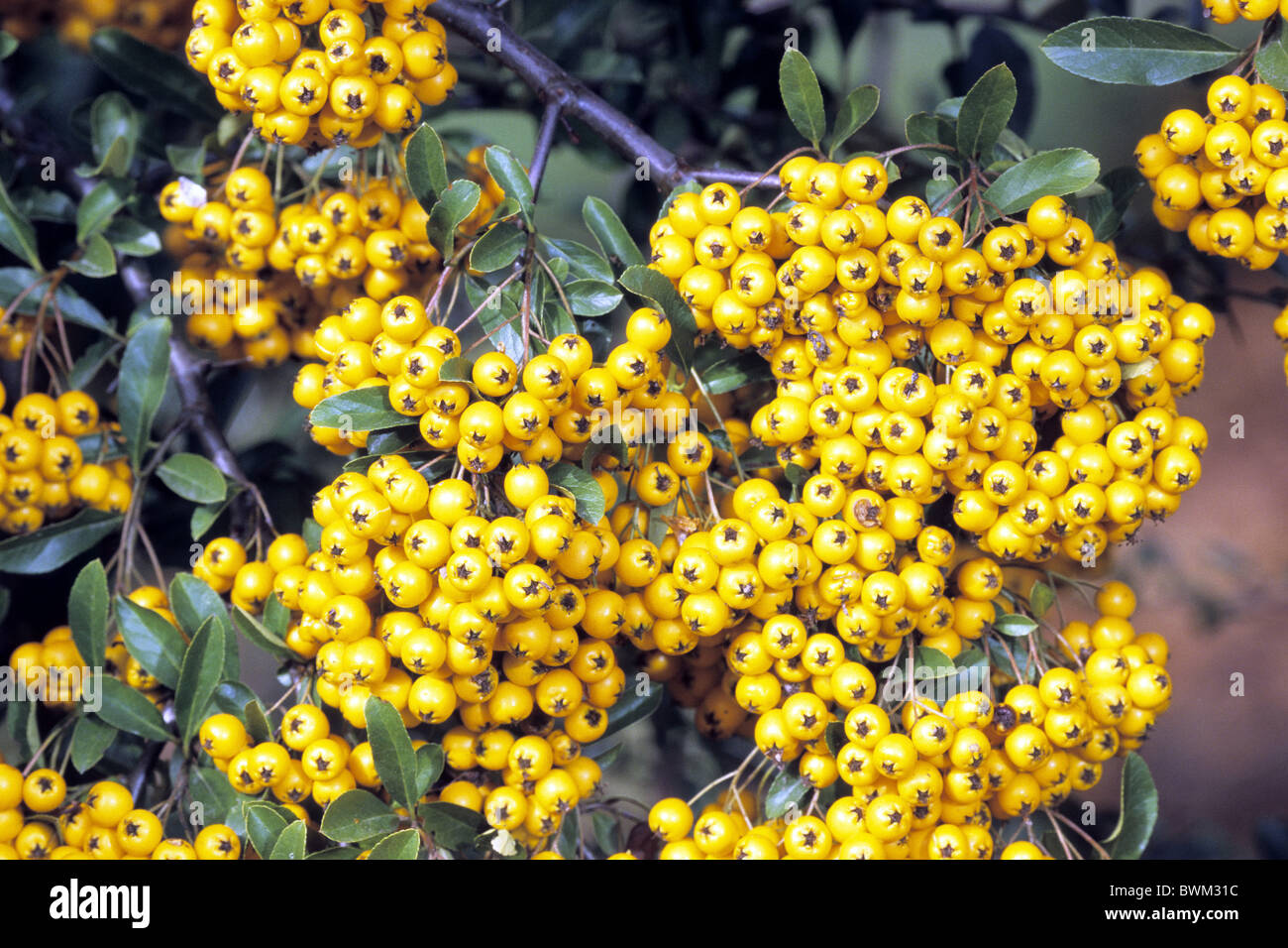 Firethorn (Pyracantha sp.), variety: Soleil d´Or, berries on shrub. Stock Photo