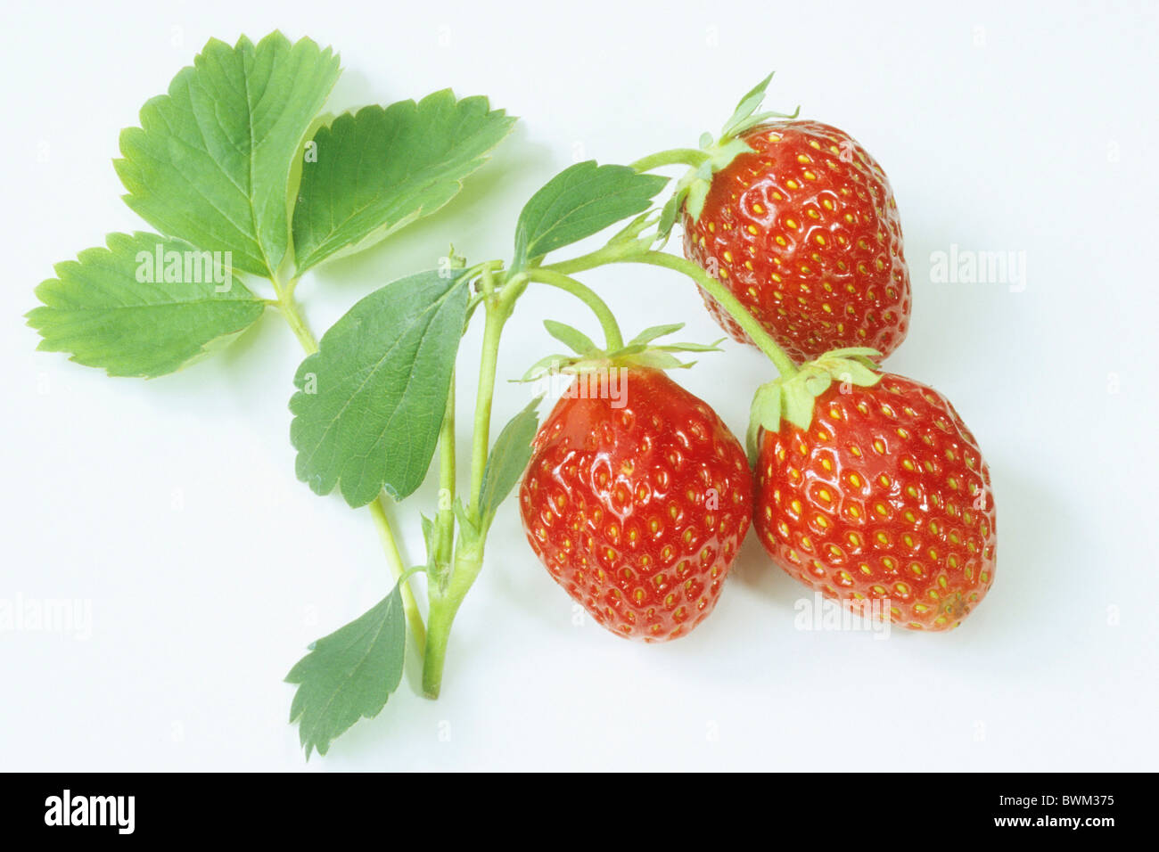 Garden Strawberry (Fragaria x ananassa), ripe strawberries with leaves, studio picture. Stock Photo