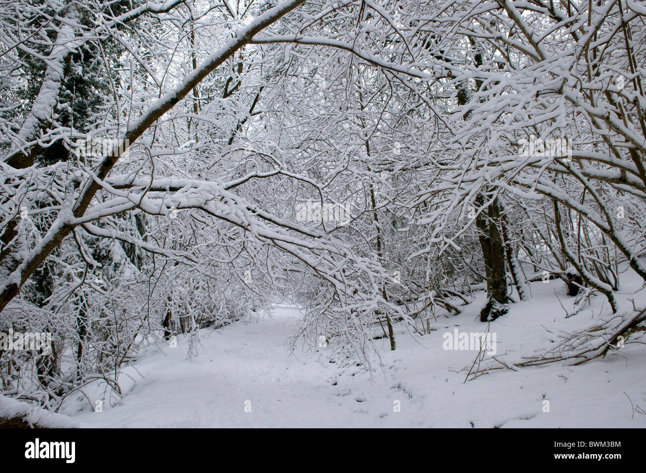 Winter woodland covered in thick snow, Wiltshire, UK Stock Photo