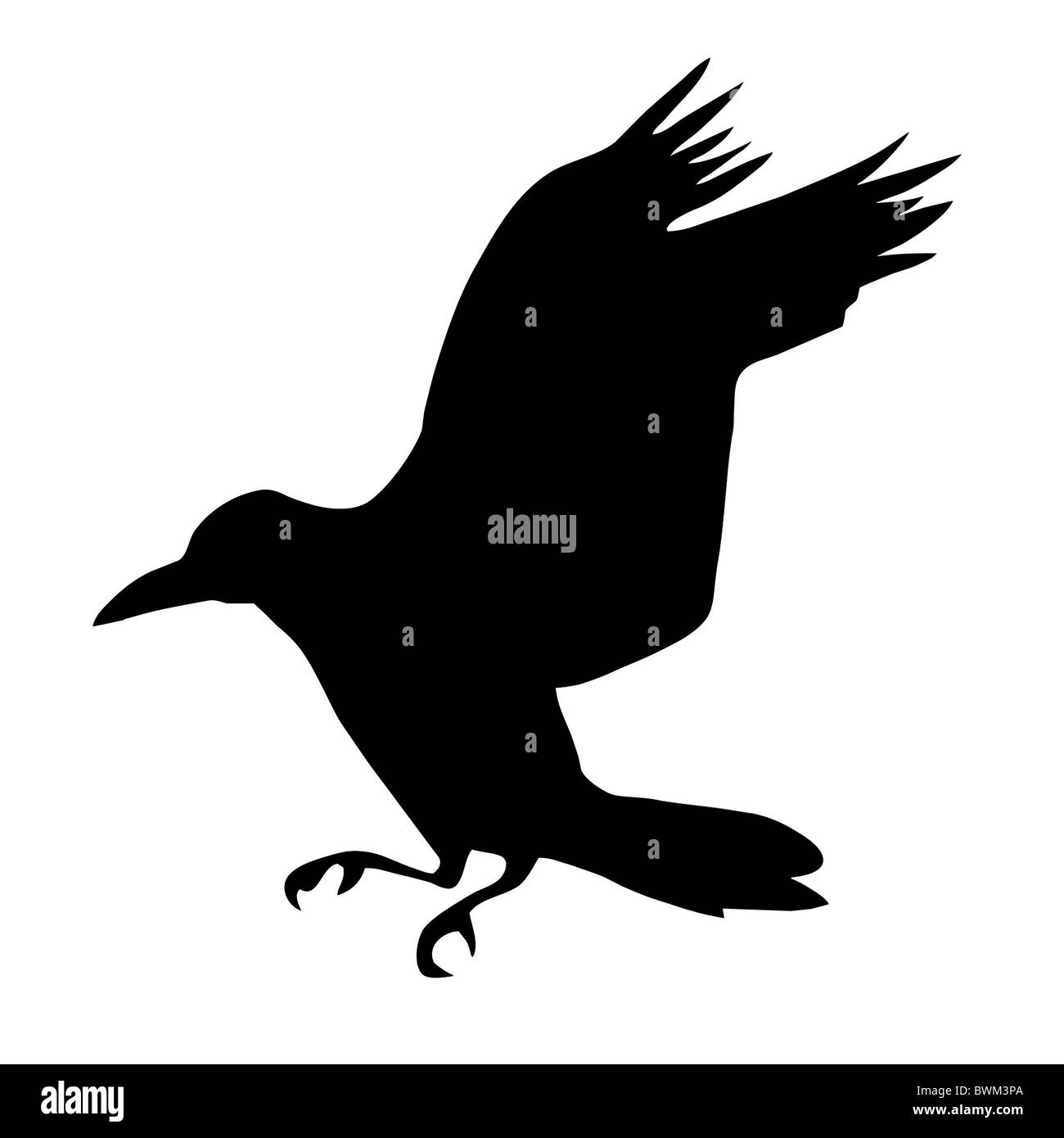 vector silhouette ravens on white background Stock Photo - Alamy
