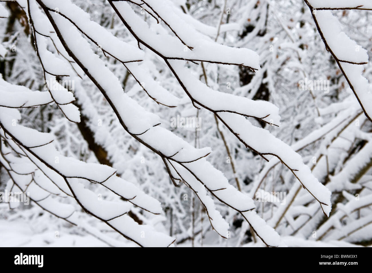 Close up of winter branches covered in thick snow Stock Photo - Alamy