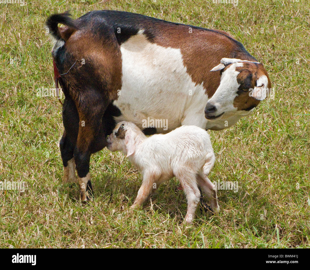 A newborn baby goat suckles at his mother. Stock Photo