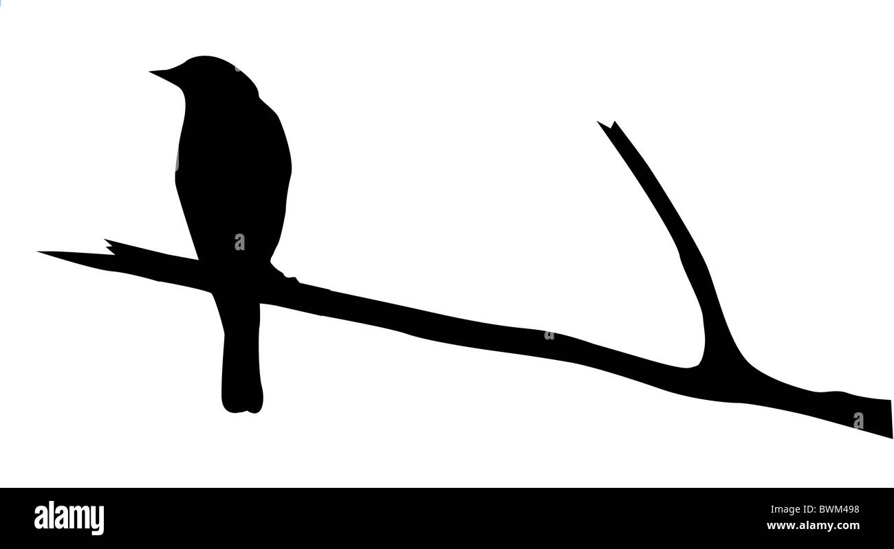 Птичка на ветке рисунок контур