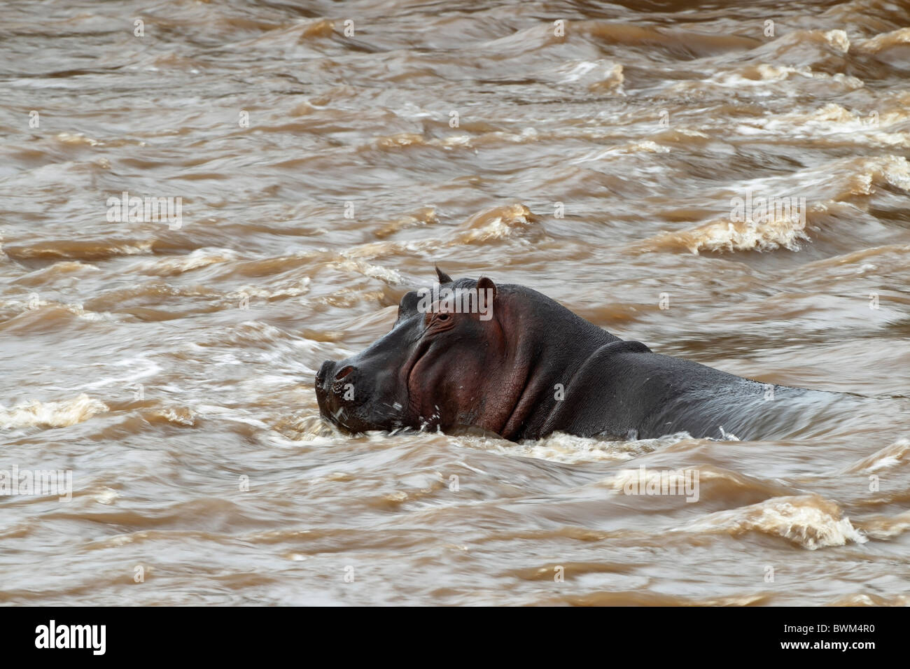 Hippopotamus amphibius in the Mara River, Kenya. waves, river, water, brown, wave Stock Photo