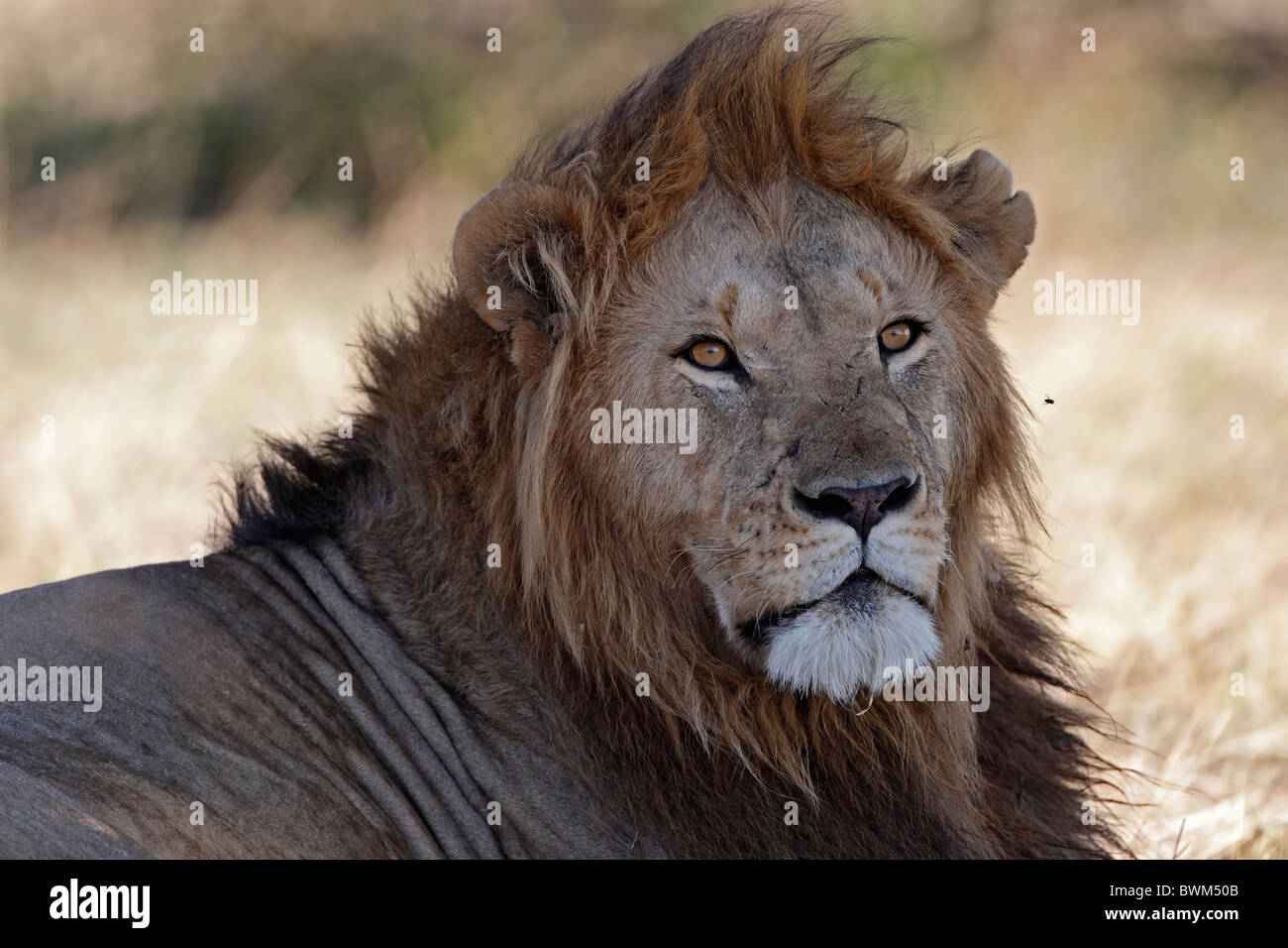 Dominant Masai Mara lion, portrait. Kenya. Stock Photo
