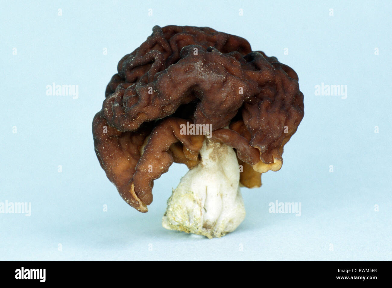False Morel, Brain Mushroom, Edible Gyromitra (Gyromitra esculenta), studio picture. Stock Photo