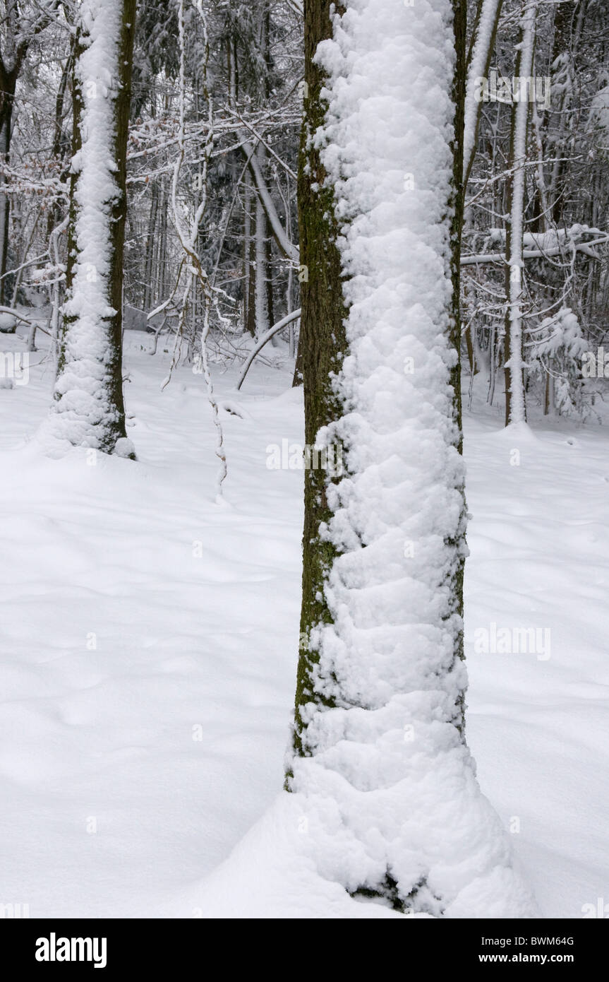 Snow on the side of a tree trunk Stock Photo