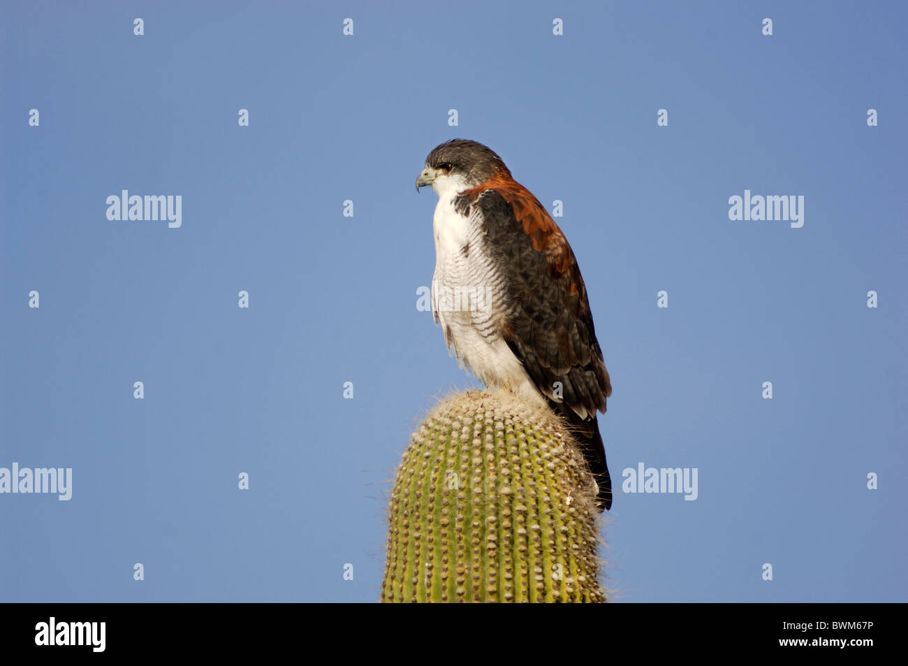 Argentina South America Red-backed Hawk Buteo polyosoma Bird of Prey Cardon Cactus Seelantas Valles Calchaquies Stock Photo