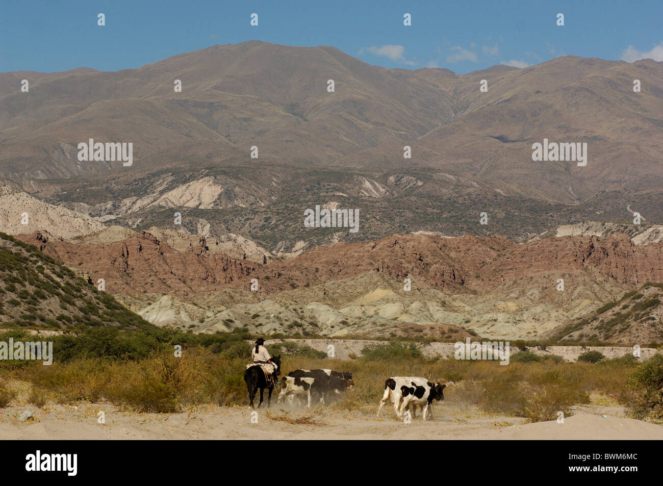 Argentina South America Gaucho San Jose Catamarca South America horse rider cows cattle landscape desert m Stock Photo