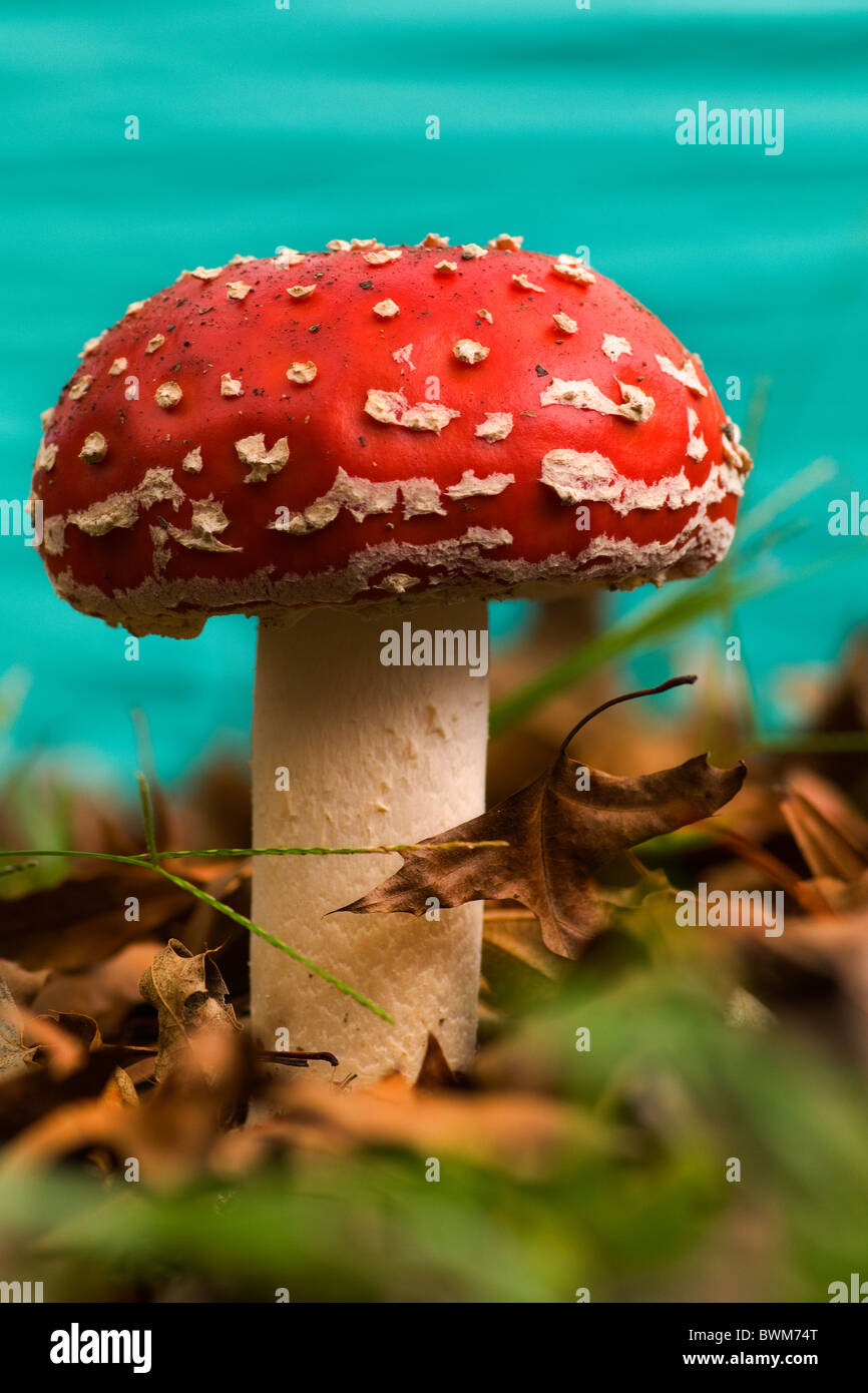 red mushroom poison Stock Photo