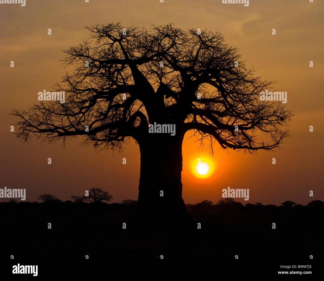 African sunrise under a fabled baobab tree. Stock Photo