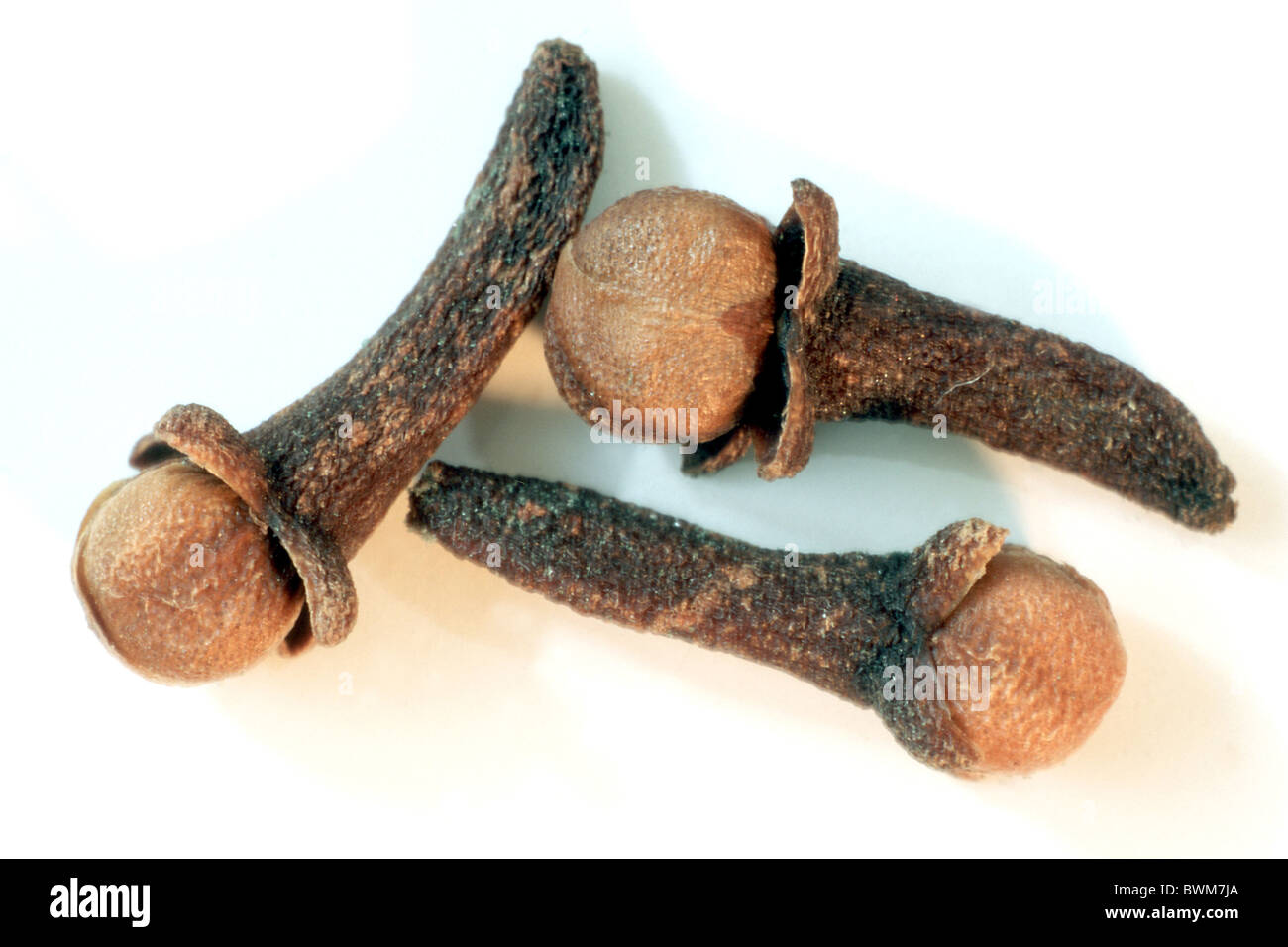 Cloves (Syzygium aromaticum), dried flower buds, studio picture Stock