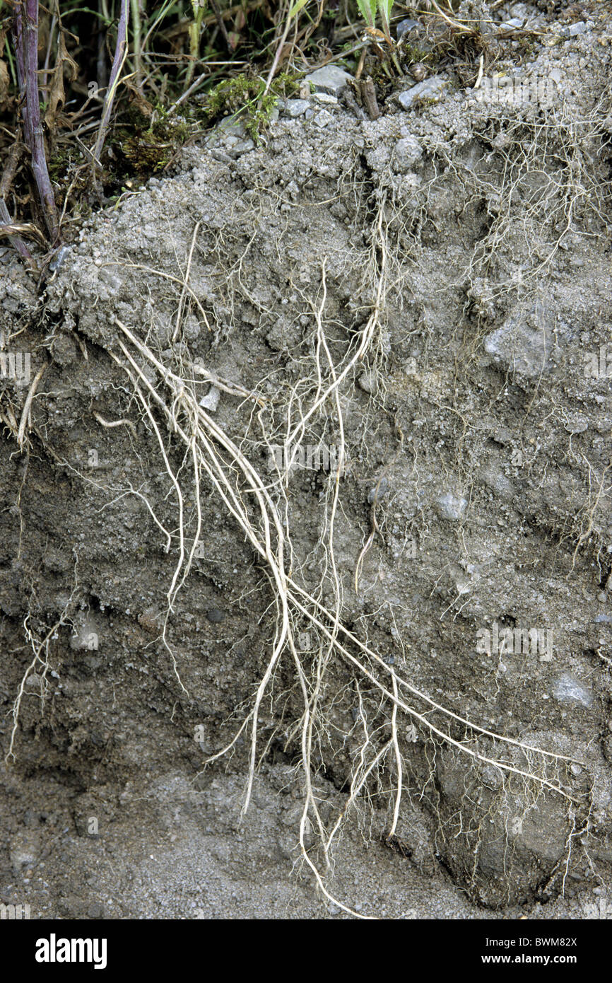 Roots in the soil Stock Photo Alamy