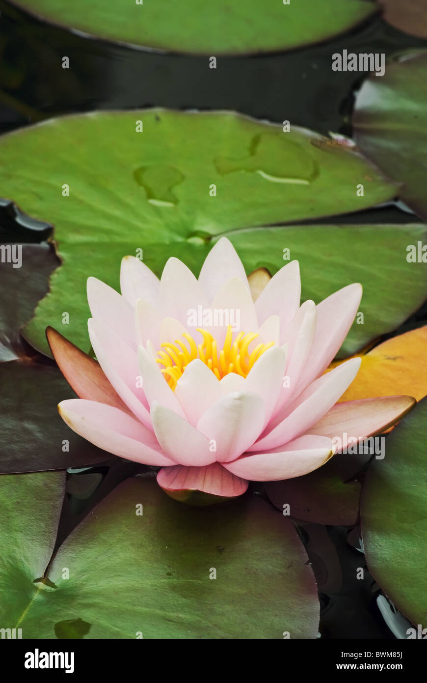 Dwarf lily garden pond pink water lily hires stock photography and