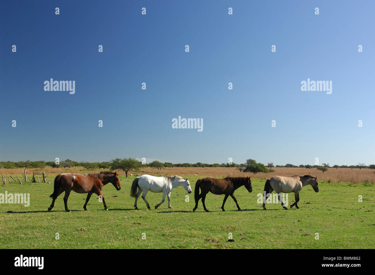 Argentina South America Horses near Carlos Pellegrini Corrientes South America lowlands meadow Stock Photo