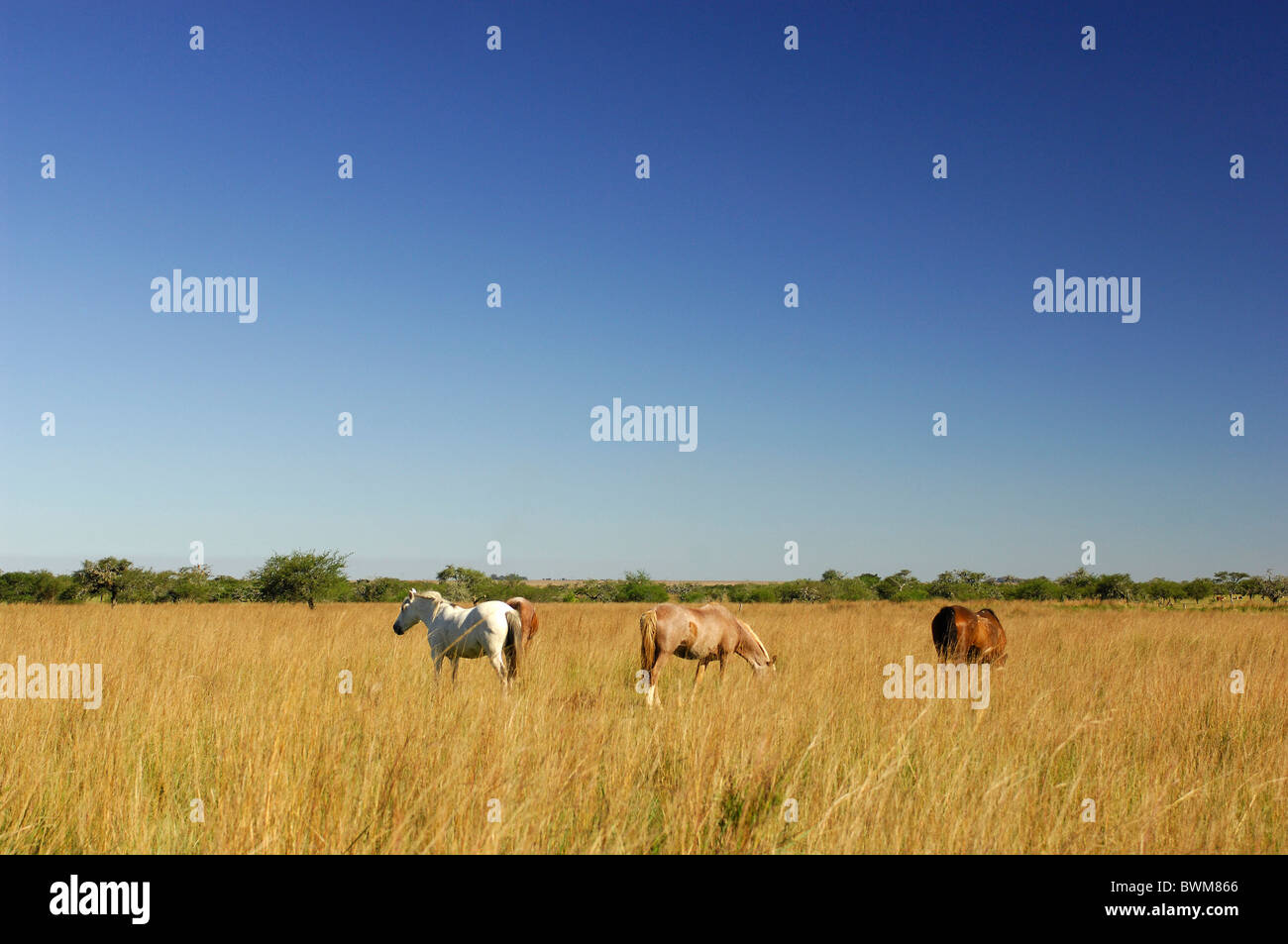 Argentina South America Horses near Carlos Pellegrini Corrientes South America lowlands meadow Stock Photo