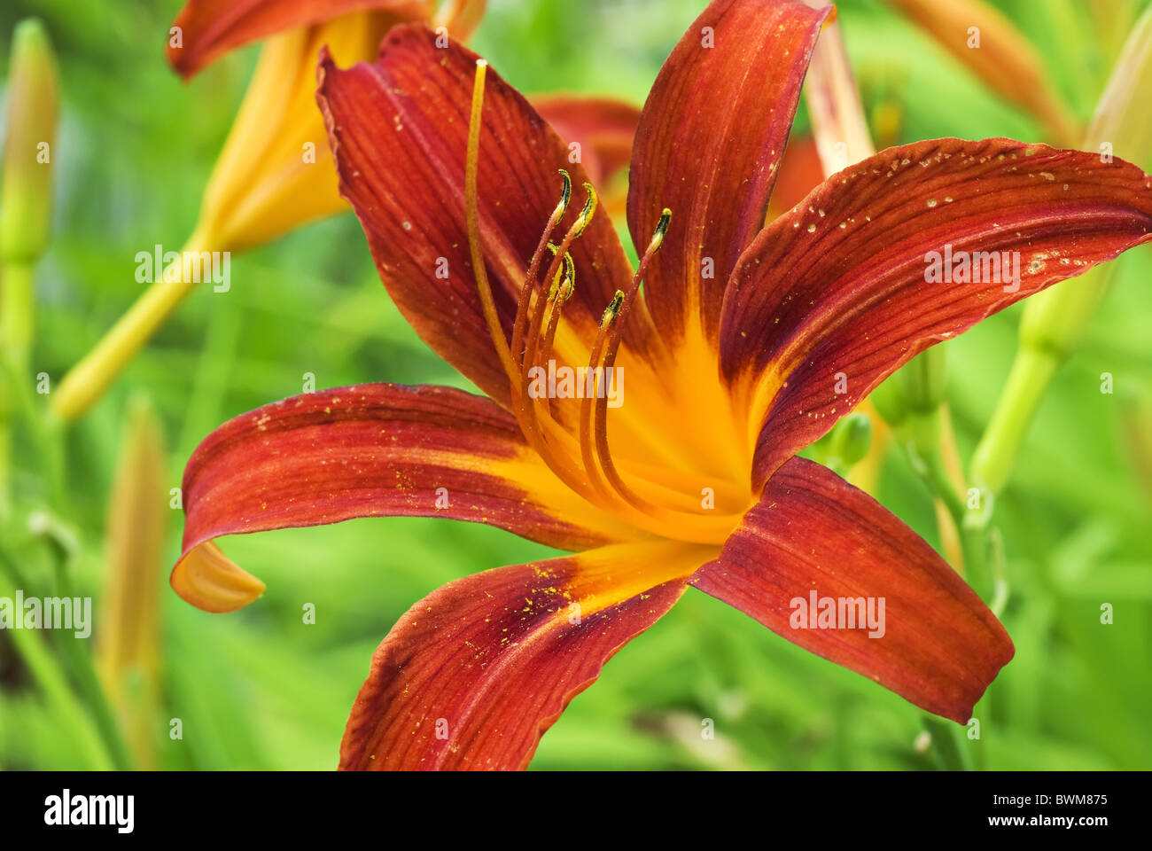 Liliengewachs hires stock photography and images Alamy