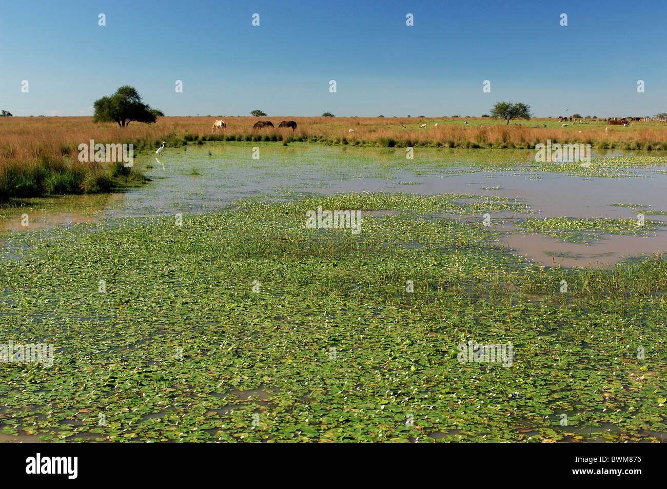 Argentina South America Wetland near Carlos Pellegrini Corrientes South America lowlands landscape water anim Stock Photo