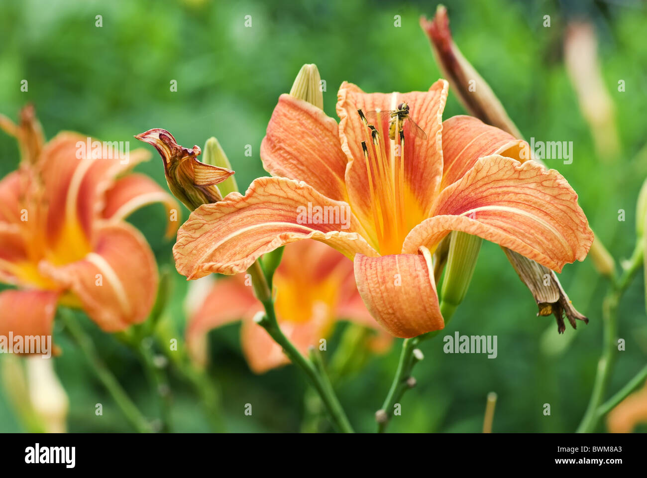 Liliengewachs hires stock photography and images Alamy