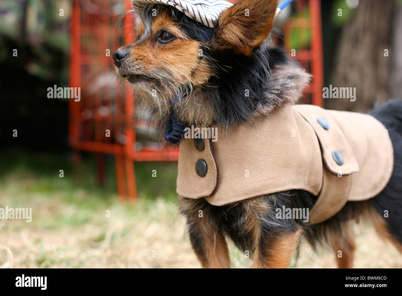 Dog in clothes Stock Photo Alamy
