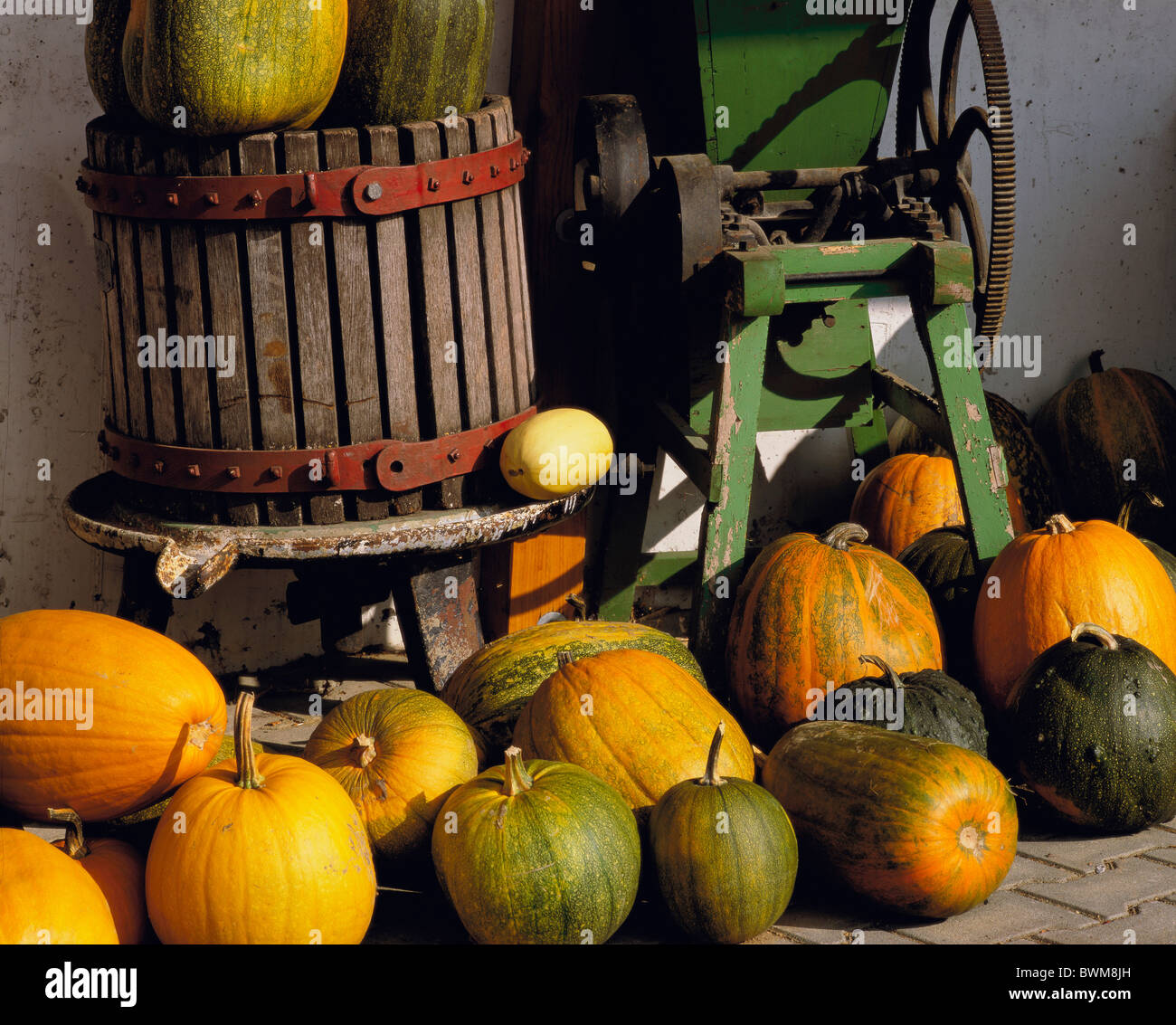 pumpkin pumpkins agriculture Outside machine vegetables Stock Photo - Alamy