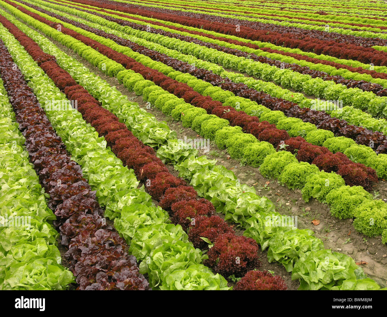 Fields Of Vegetables High Resolution Stock Photography and Images Alamy