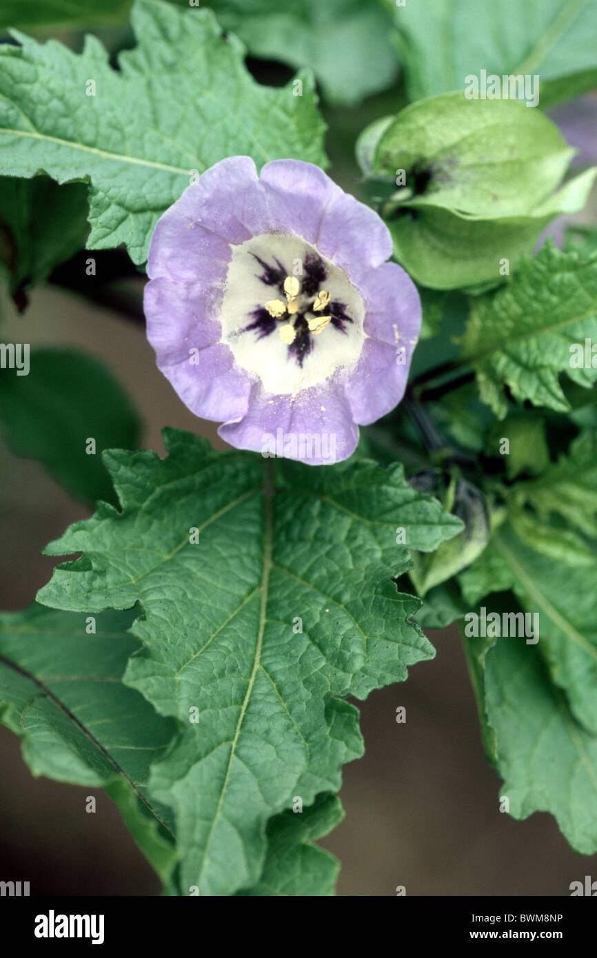 Apple of Peru, Shoo-fly (Nicandra physalodes, Nicandra physaloides), flower. Stock Photo
