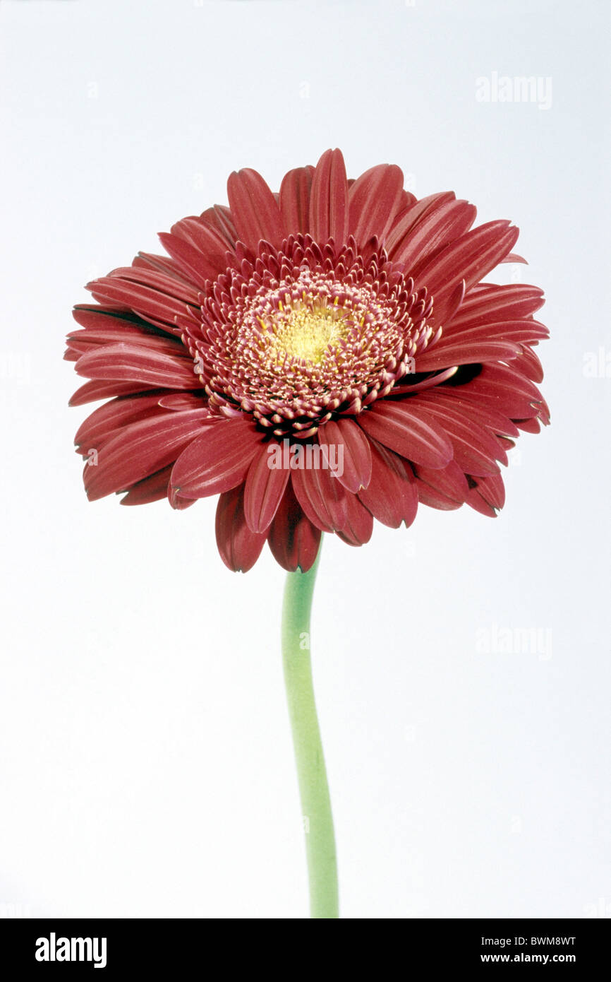 Gerbera (Gerbera hybrid), red flower, studio picture. Stock Photo