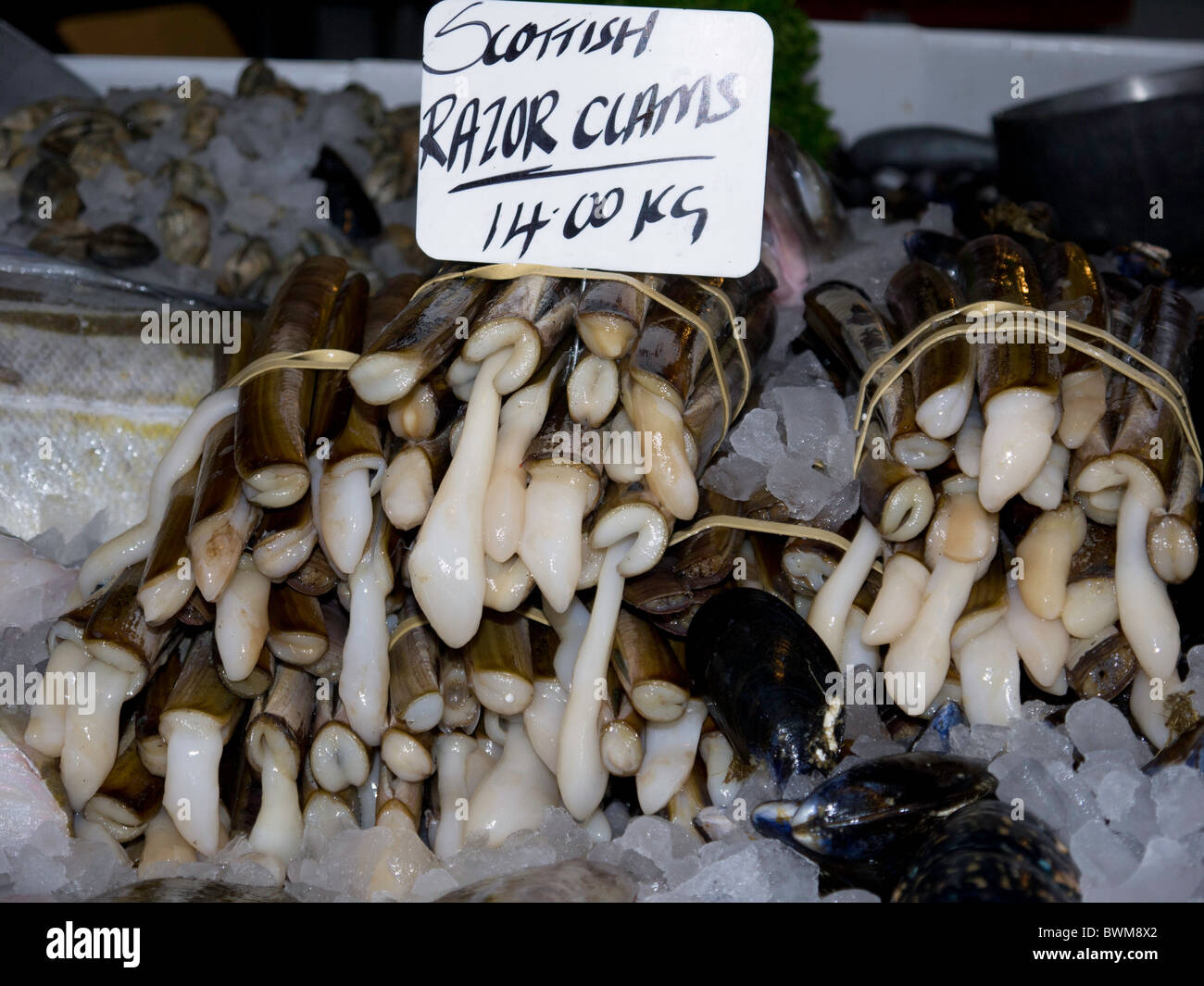 Razor clams hires stock photography and images Alamy