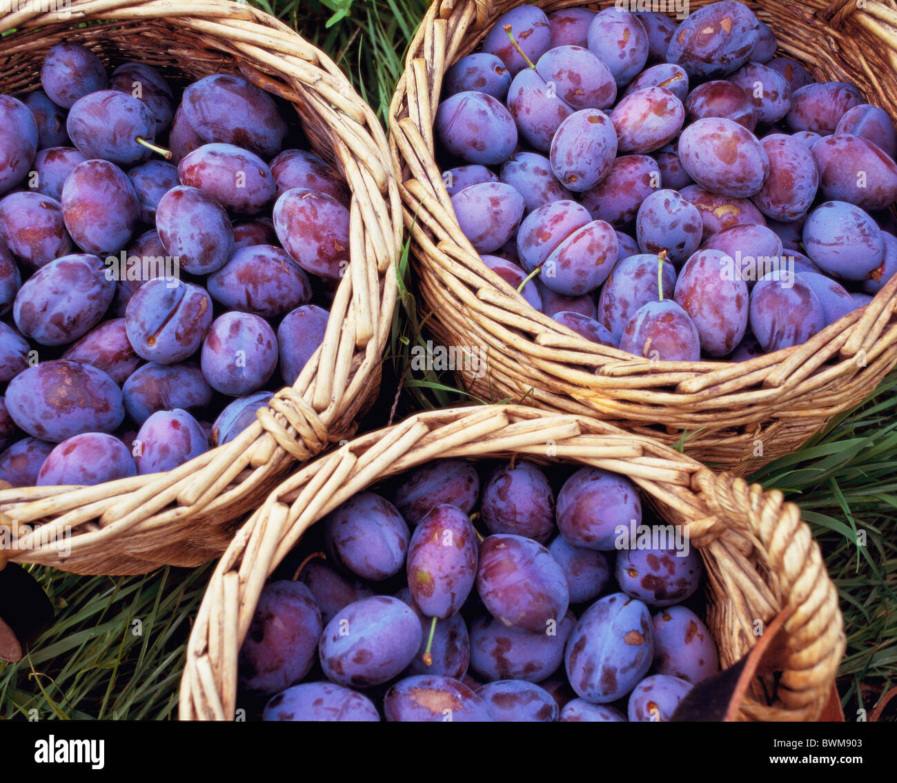 plums plums several Stanley plum places fruit Outside plum tree basket baskets harvest crop