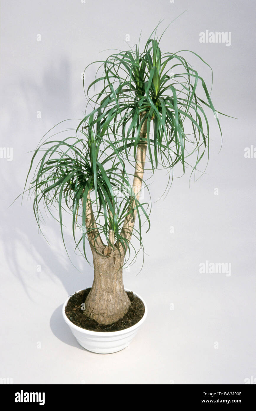 Elephants Foot Tree, Ponytail Palm, Bottle Palm (Beaucarnea recurvata), potted plant, studio picture. Stock Photo