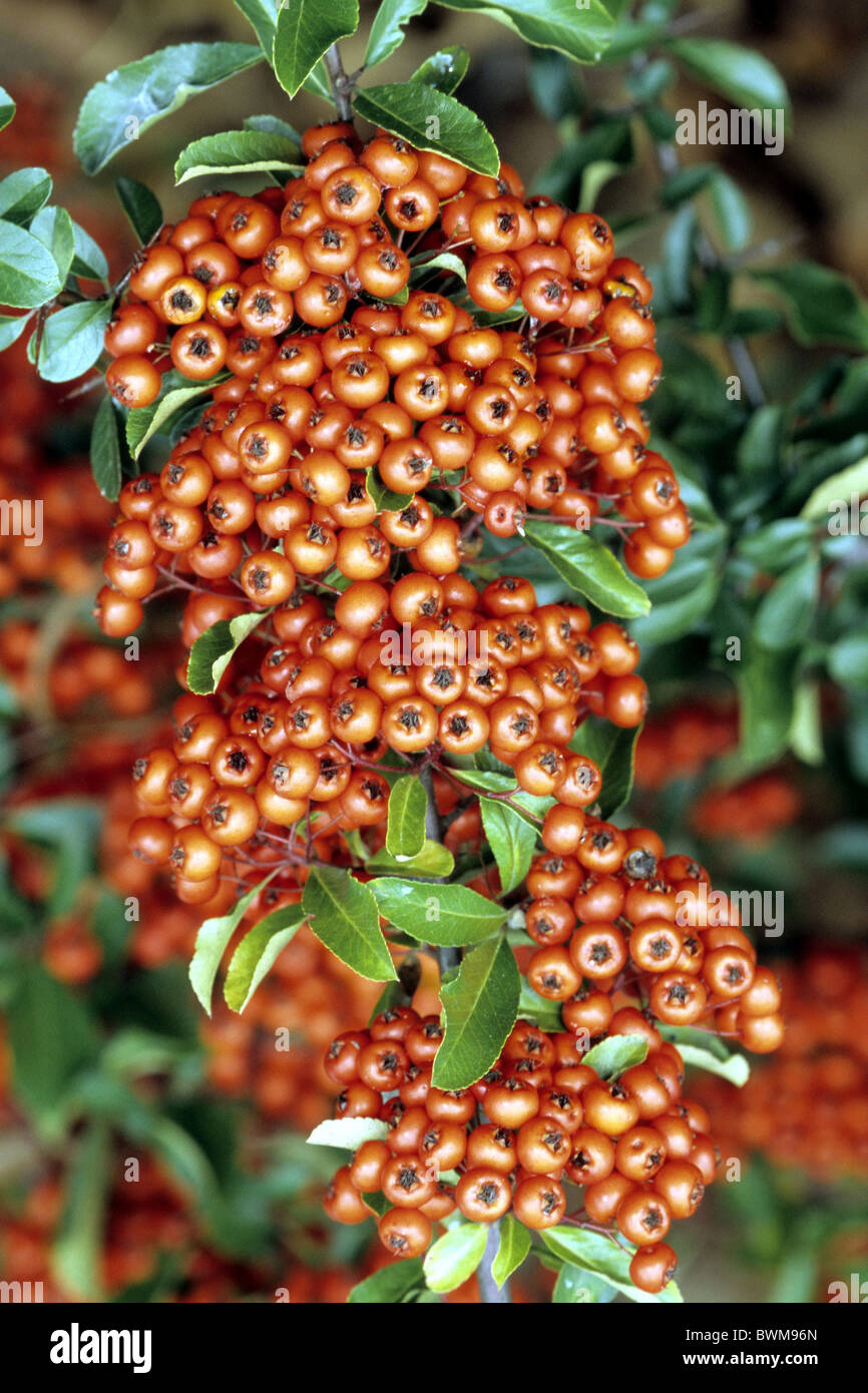 Firethorn (Pyracantha sp.), variety: Orange Glow, shrub with berries. Stock Photo