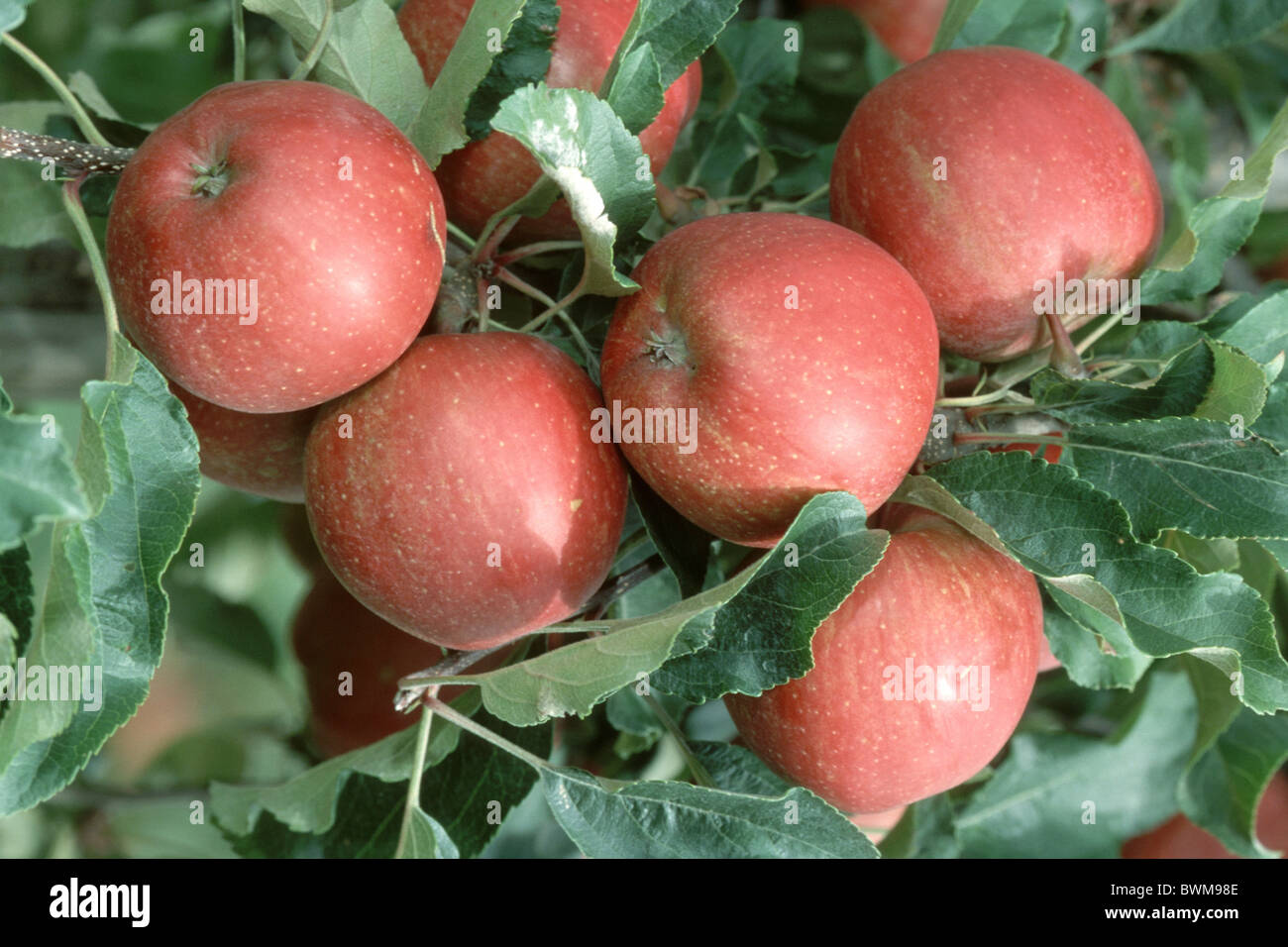 Domestic Apple (Malus domestica), variety: Gala, fruit on tree. Stock Photo