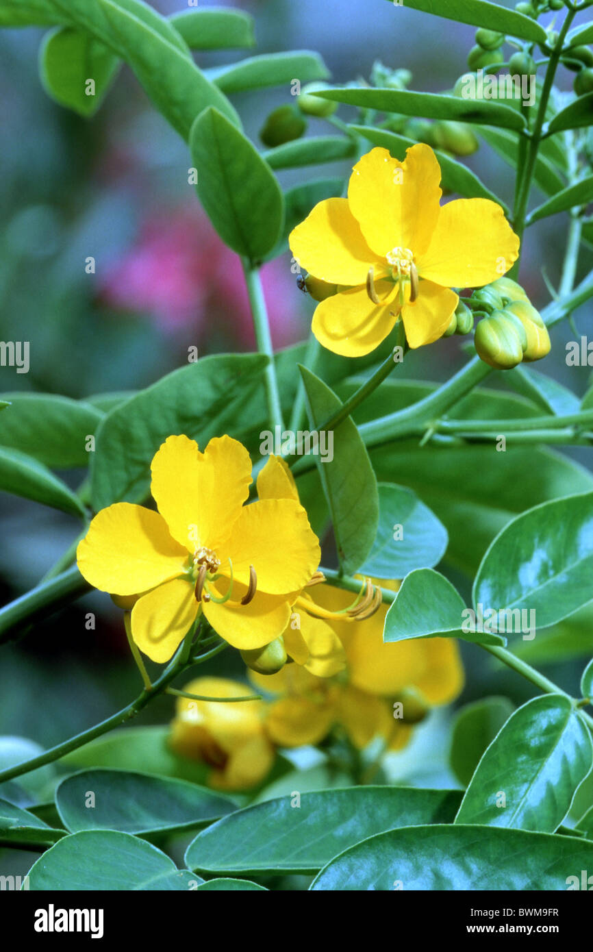 Woolly Senna (Cassia tomentosa, Senna hirsuta), flowering. Stock Photo