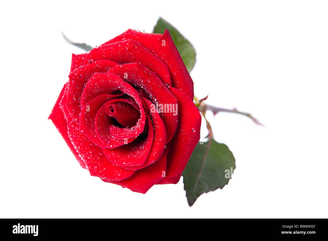 Single Red Rose on a white background Stock Photo Alamy