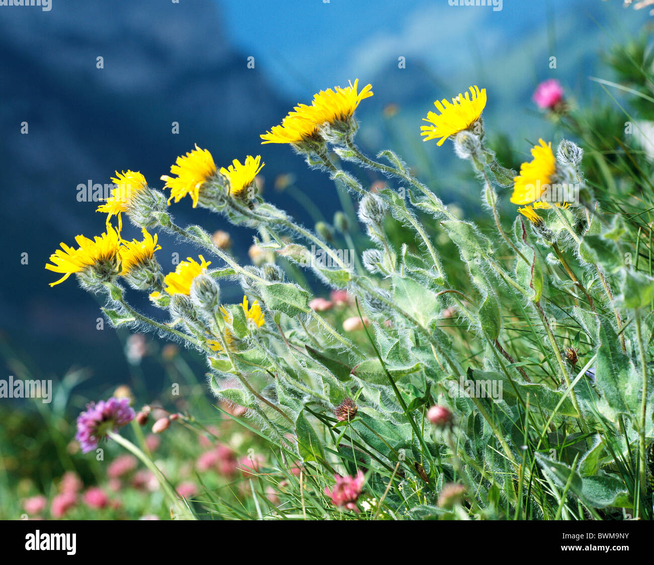 Hawkweed Hieracium villosum Flowers Flower Alpine Flora Mountains Alps Yellow Stock Photo