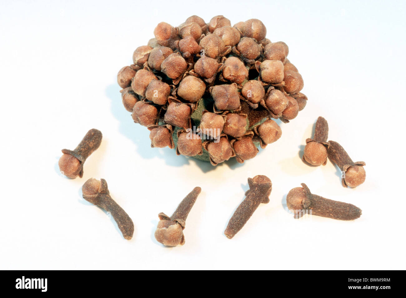 Cloves (Syzygium aromaticum), dried flower buds, studio picture Stock
