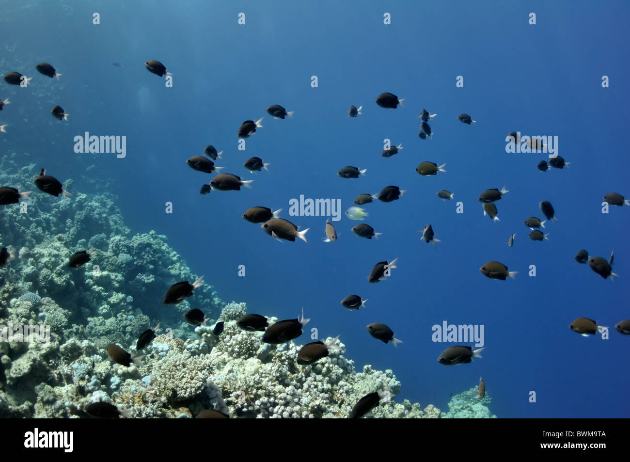 The picture shows a lot of fishes, swimming around coral reef, in the water of Red Sea, Egypt, near Dahab town. Stock Photo