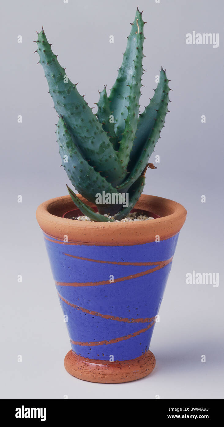 Cactus plant in a blue painted terracotta pot Stock Photo