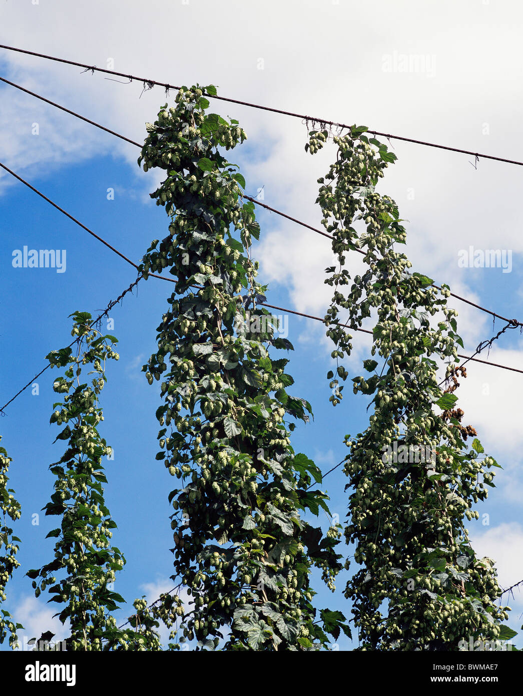 real hop plantation cultivation outhouse agriculture plants climbing support scaffolding sky Stock Photo