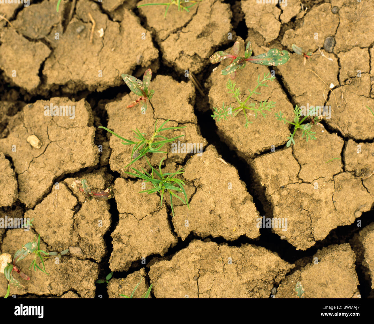 farmland ground bottom Dried out dryness Drily drying time plants grass