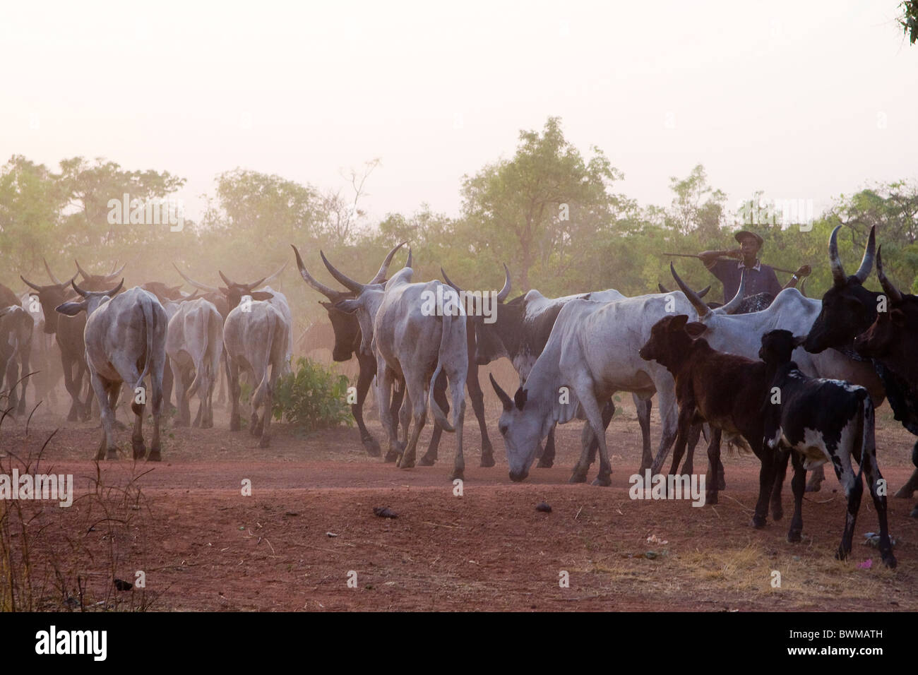 A herd of cows in the northern of Central African Republic Stock Photo